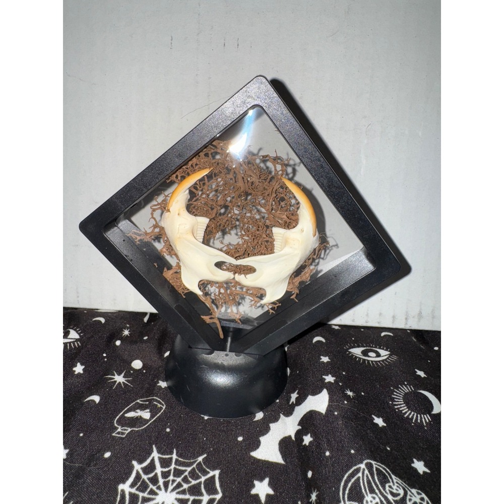 Muskrat jaws‎ floating frame taxidermy oddities art